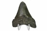 Fossil Megalodon Tooth - South Carolina #149394-2
